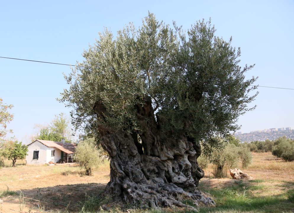 1210 ve 770 yaşındaki 2 zeytin ağacından 70 kilo mahsul bekleniyor