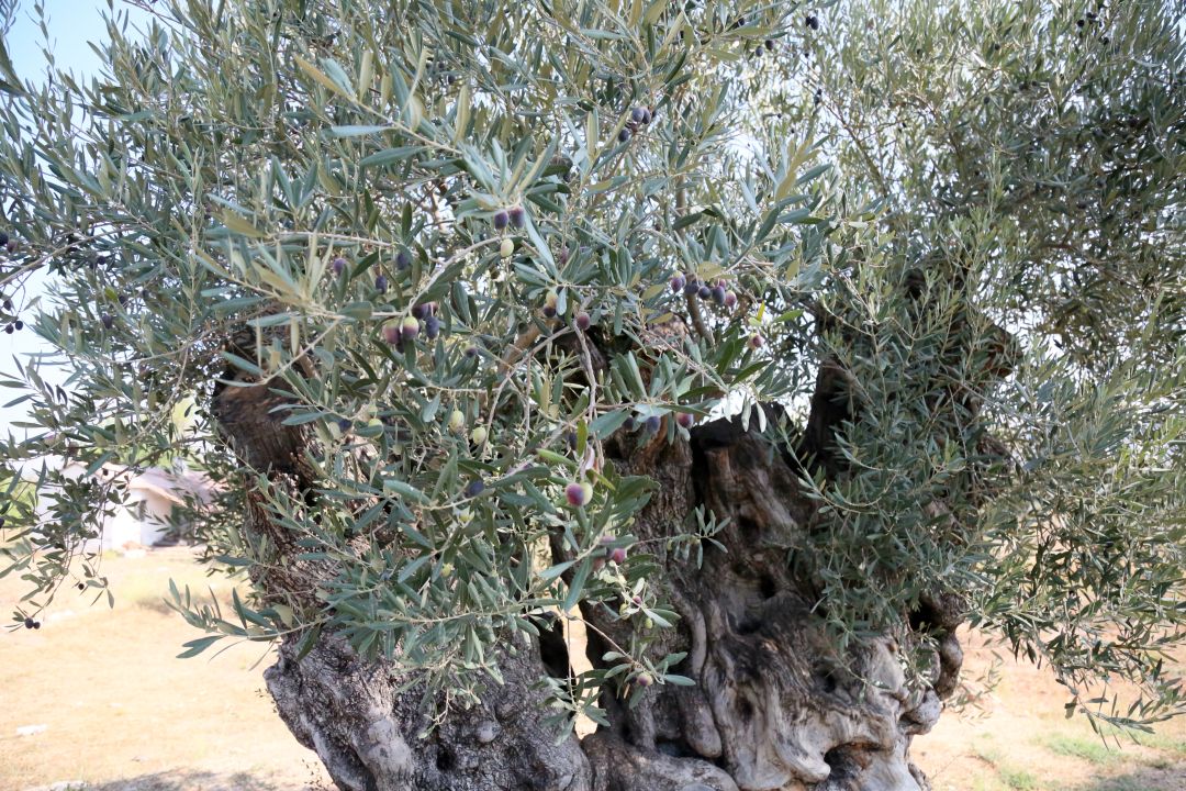 1210 ve 770 yaşındaki 2 zeytin ağacından 70 kilo mahsul bekleniyor
