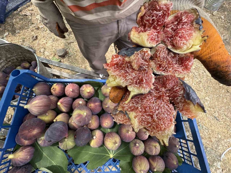Antalya’da siyah incir hasadında sona gelindi