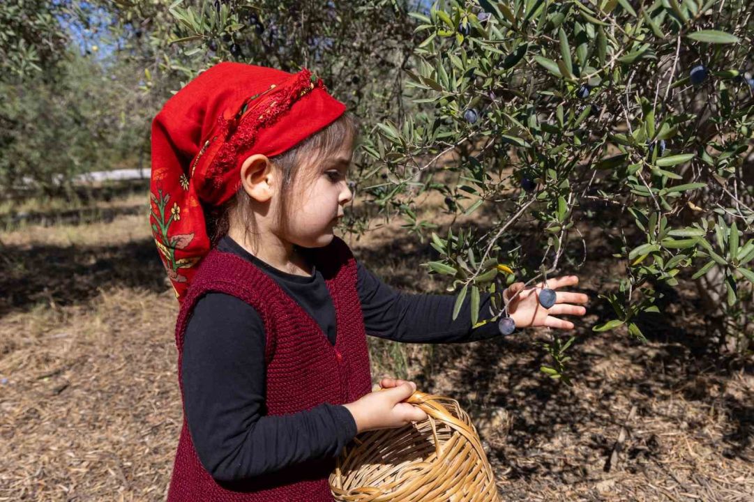 Manavgat’ta minik ellerden zeytin hasadı