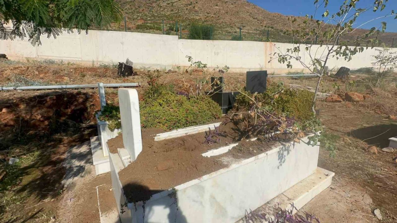 Marmaris’te yaban domuzlarının yeni adresi mezarlıklar