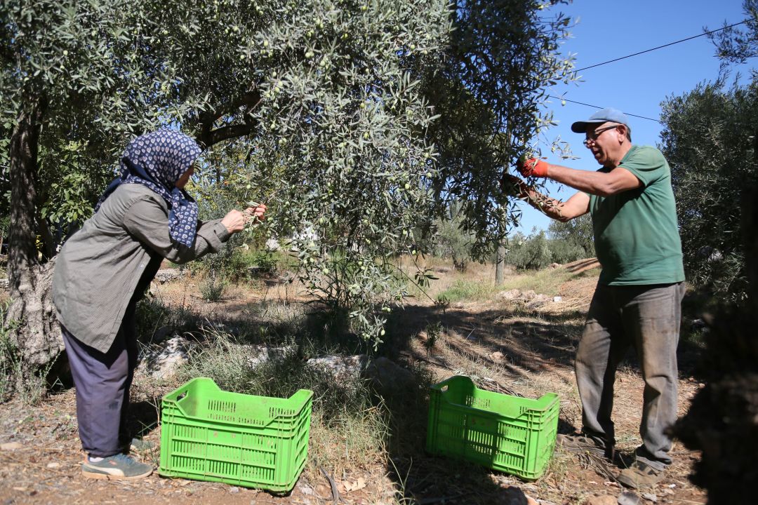 Zeytinde iklim etkisi ile rekoltede yüzde 30 kayıp