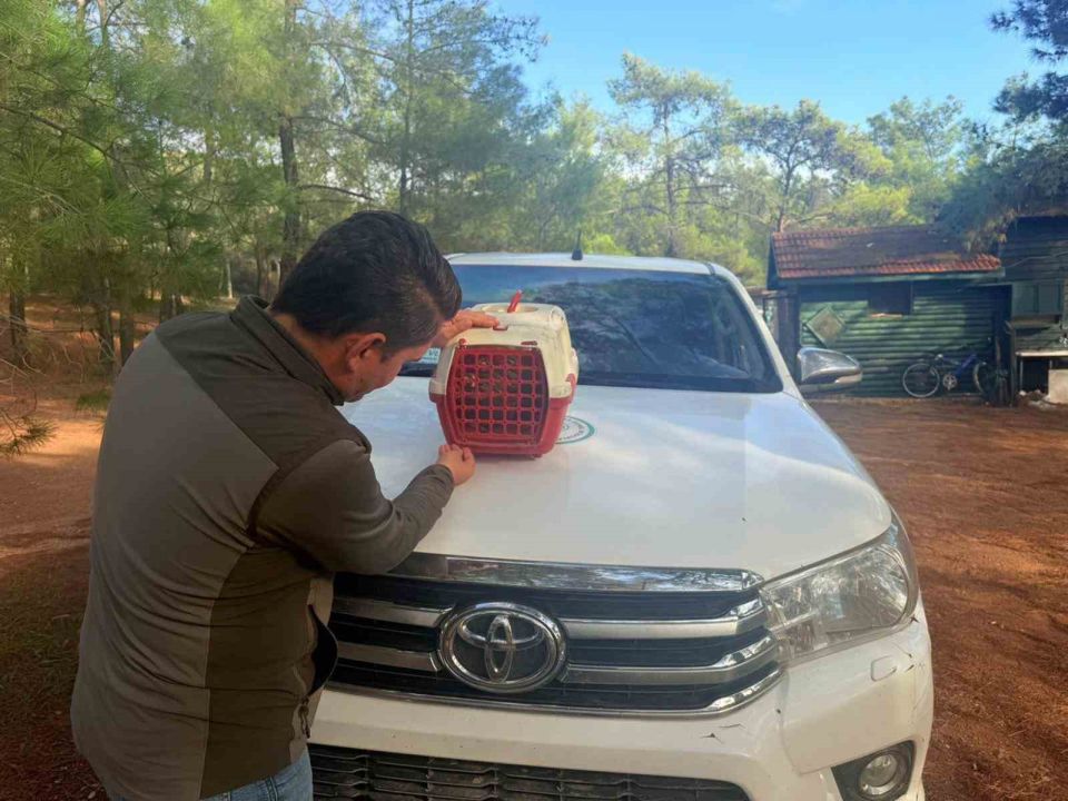 Yasadışı Kınalı Keklik satışına 28 bin TL ceza