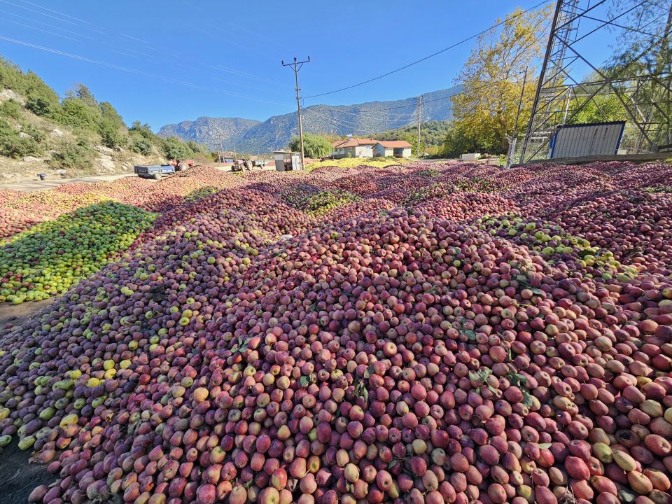 Eğirdir köylerinde elma tepeleri