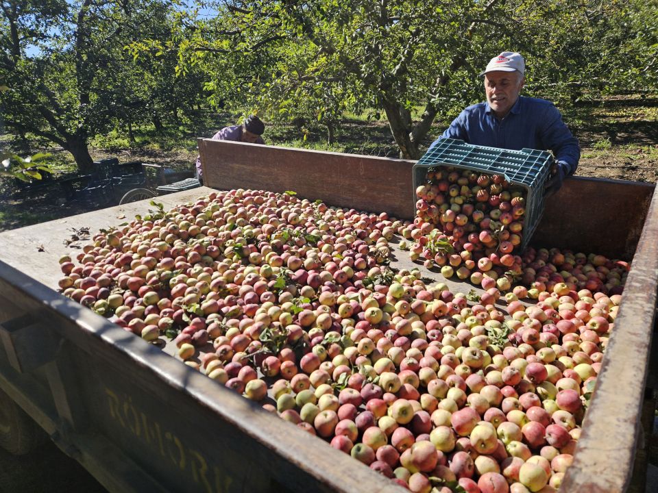 Eğirdir köylerinde elma tepeleri