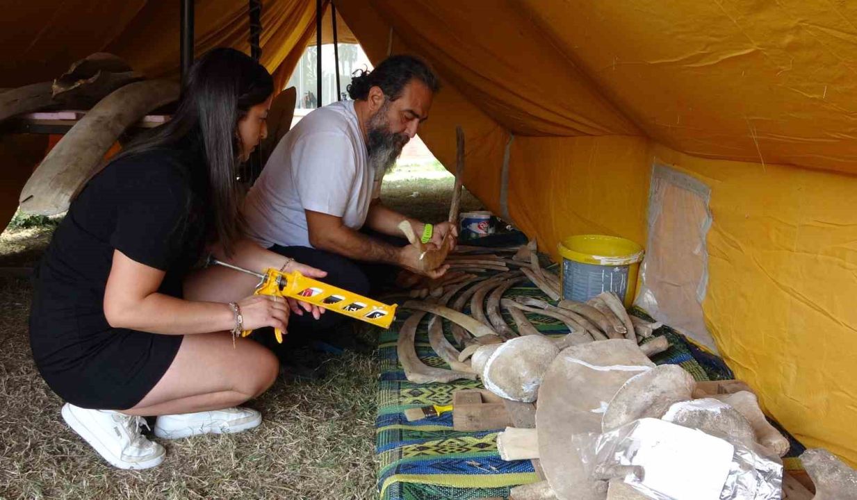 Heyecanlandıran keşifte 16 metrelik balinanın kemikleri birleştirilmeye başlandı