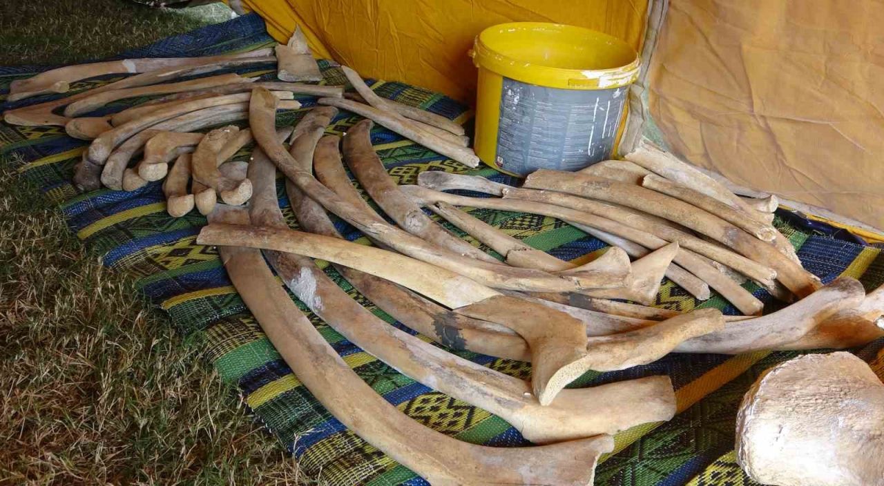 Heyecanlandıran keşifte 16 metrelik balinanın kemikleri birleştirilmeye başlandı