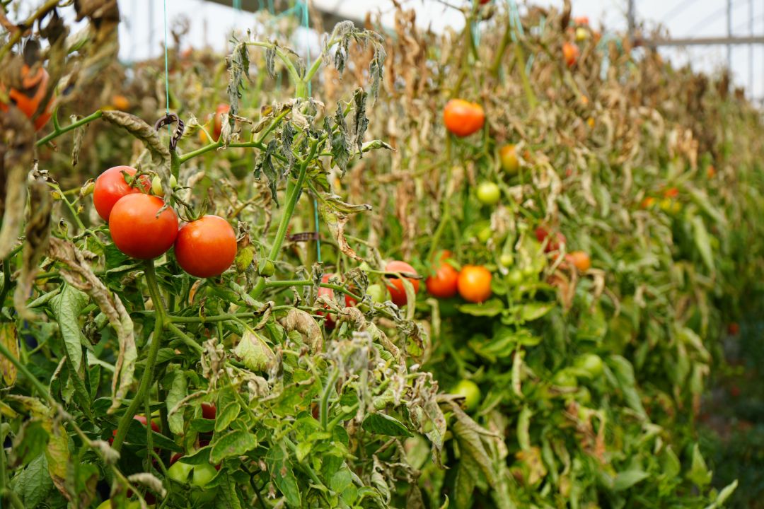 Söğüt domatesine coğrafi işaret alınacak