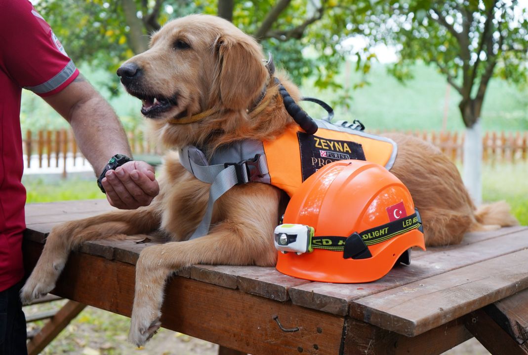 'Evcil köpekler de arama kurtarma timlerinde yer alabilir'