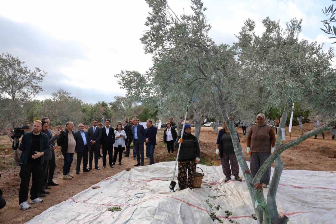 Milas’ta 3 asırlık zeytin ağacı yeni yerine törenle taşındı