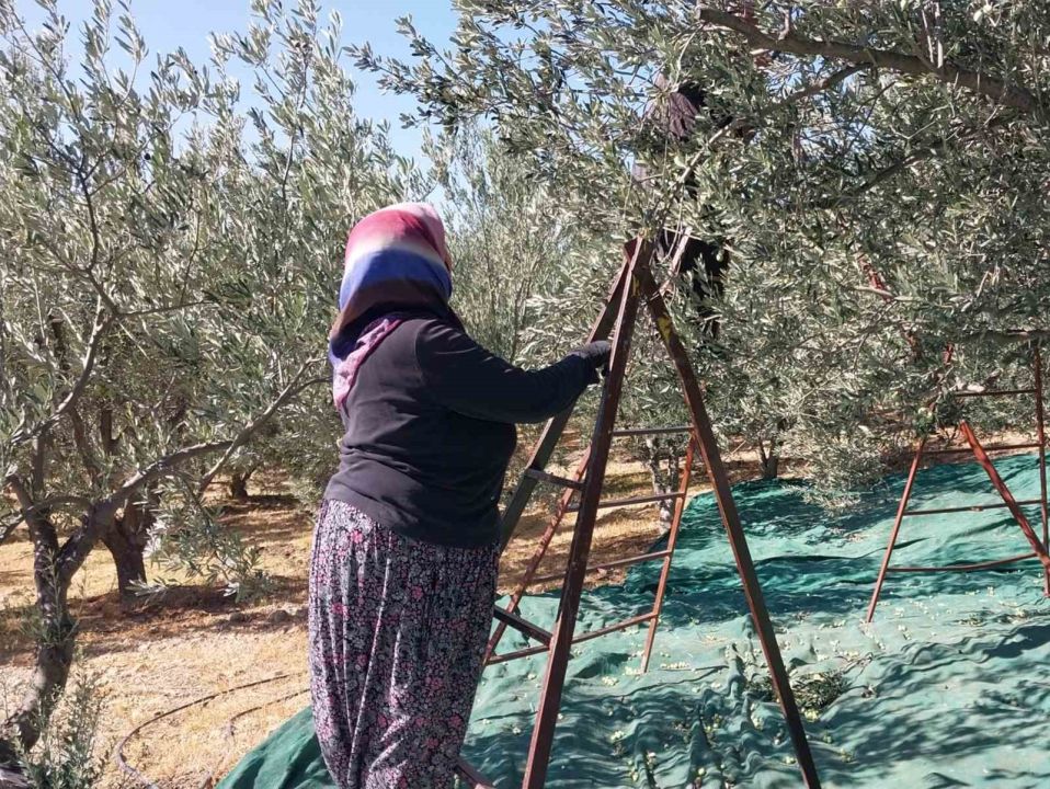 Mut’da bu yıl 120 bin ton zeytin rekoltesi bekleniyor