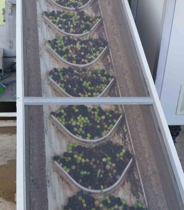 Mut’da bu yıl 120 bin ton zeytin rekoltesi bekleniyor