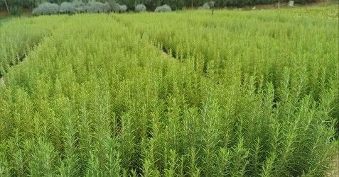 Muğla’da atıl araziler biberiye ile canlanıyor