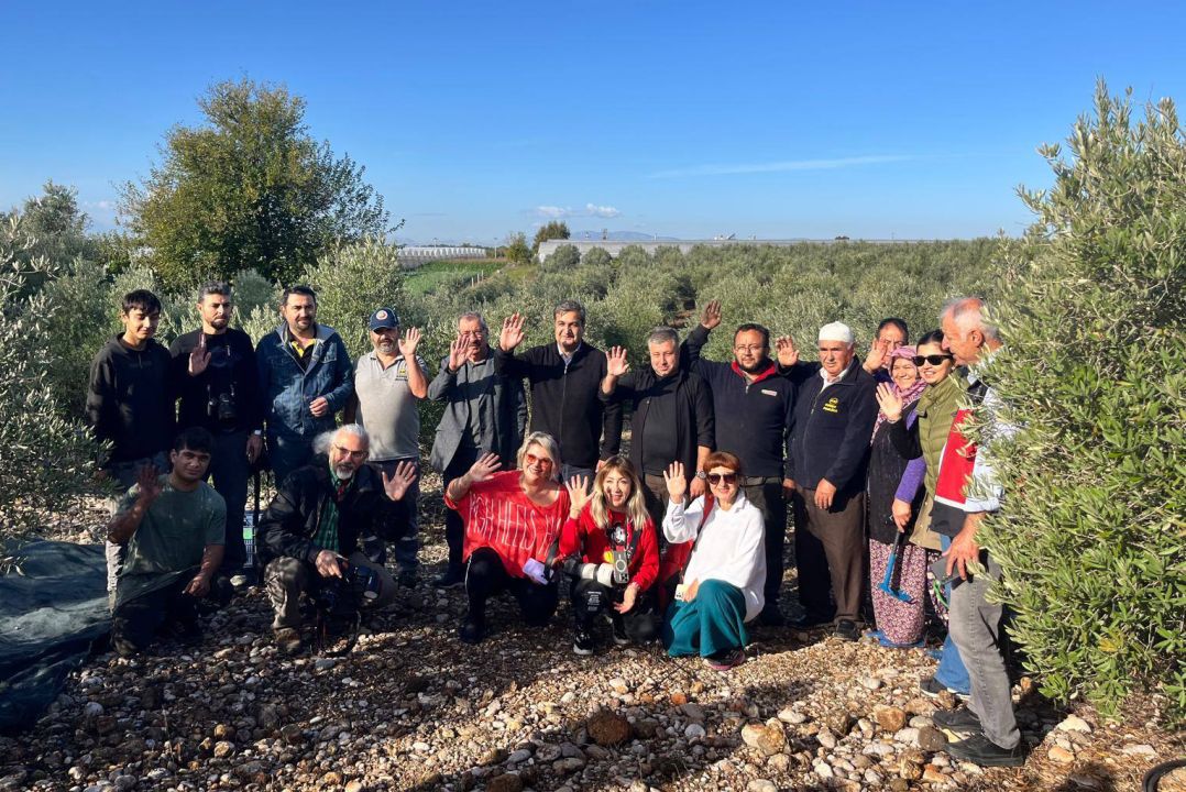 Serik'te zeytin hasadı başladı