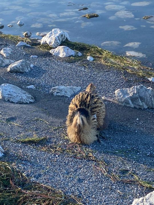 Güney Amerika balabanı koruma altına alındı