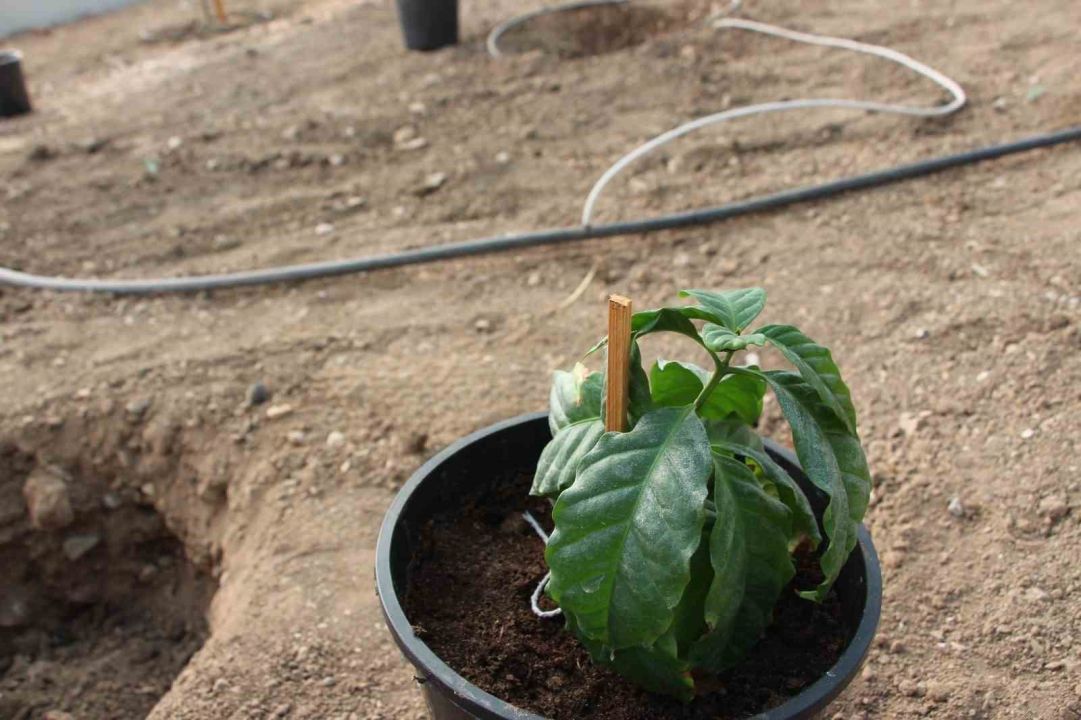 Kahve sadece adıyla değil üretimiyle de Türk olacak