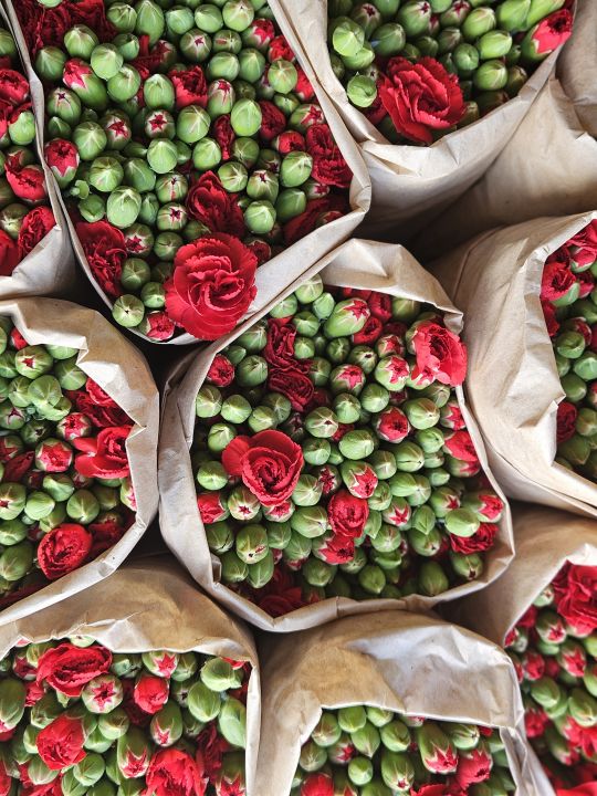 Türk karanfili dünya pazarında: En büyük alıcı hollanda