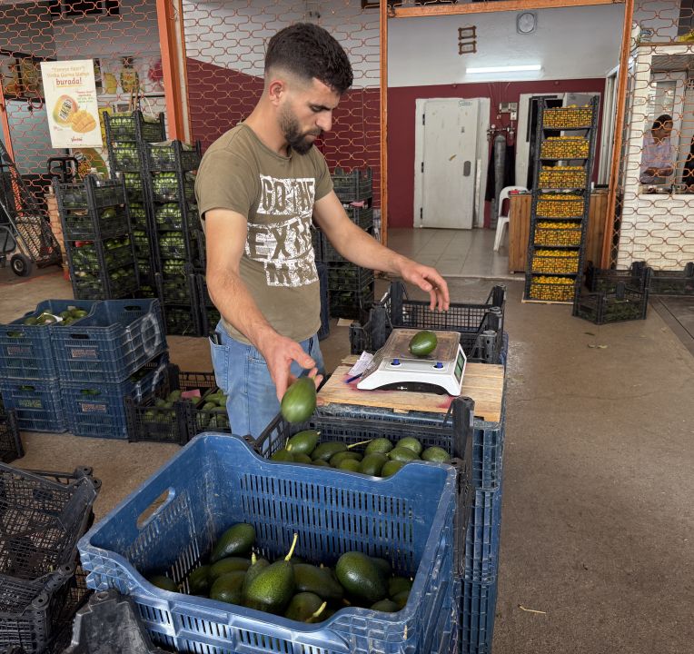 Alanya’da avokado üretimi rekor kırıyor: Hedef 150 milyon adet