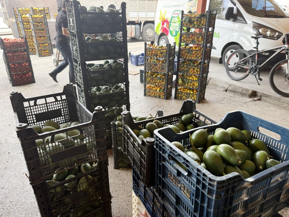 Alanya’da avokado üretimi rekor kırıyor: Hedef 150 milyon adet