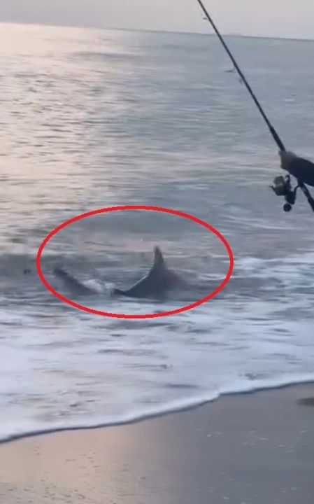 Amatör kıyı balıkçısının oltasına köpek balığı takıldı