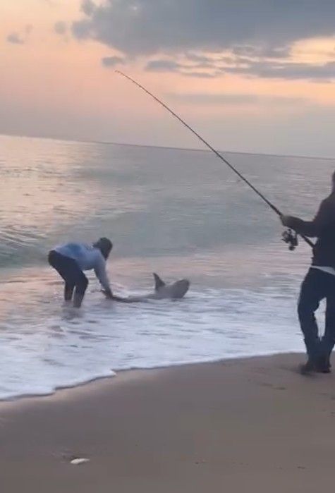 Amatör kıyı balıkçısının oltasına köpek balığı takıldı