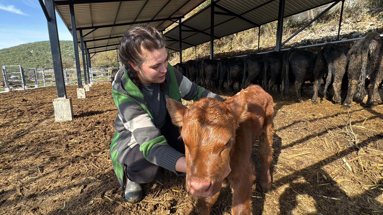 Bakanlık projesiyle hayvancılığa başlayan Ayşegül: Şimdiden 7 buzağım oldu bile