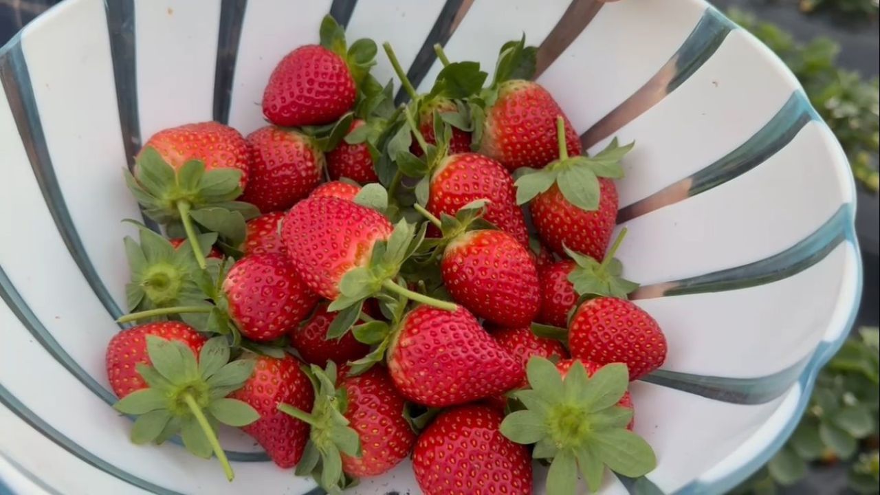 Mersin’de çilekte kış hasadı: Bahçede kilogramı 130 TL