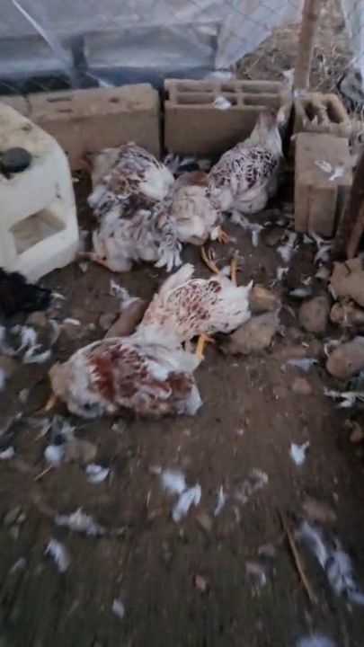 Kümese giren 6 köpek, 30 cins tavuğu öldürdü