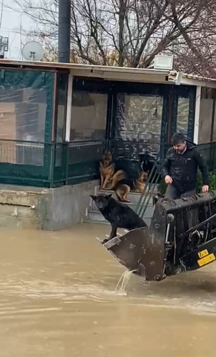 Sağanak sonrası evde mahsur kalan 4 köpek iş makinesiyle kurtarıldı