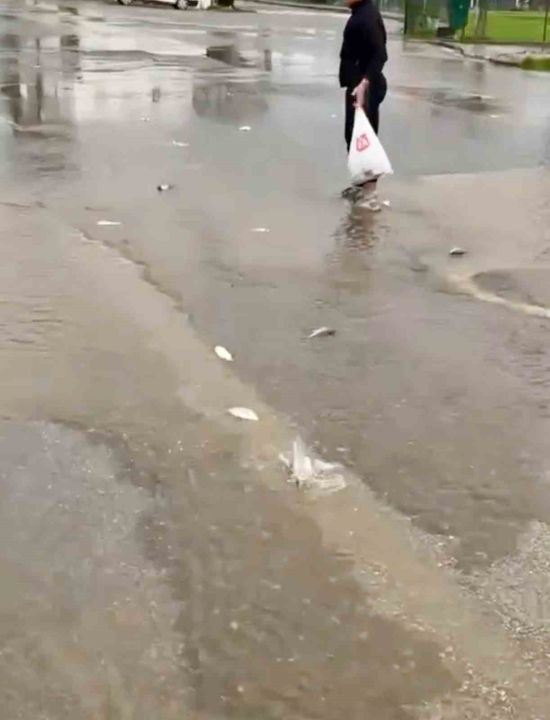 Bodrum’da sağanak baskını: Gölet taştı, asfalta balık yağdı