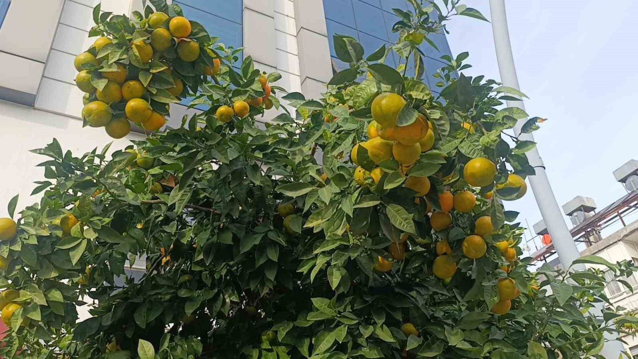 Manavgat’ta fırtına ve yağmur turunçları yollara döktü