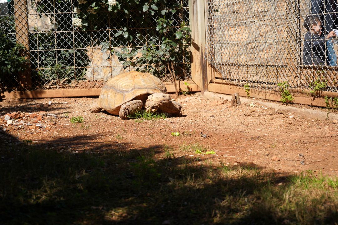 Doğal Yaşam Parkı'nın en yaşlı üyesine 'arkadaş' aranıyor