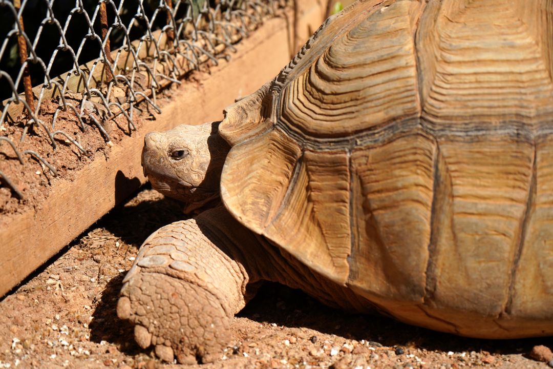 Doğal Yaşam Parkı'nın en yaşlı üyesine 'arkadaş' aranıyor
