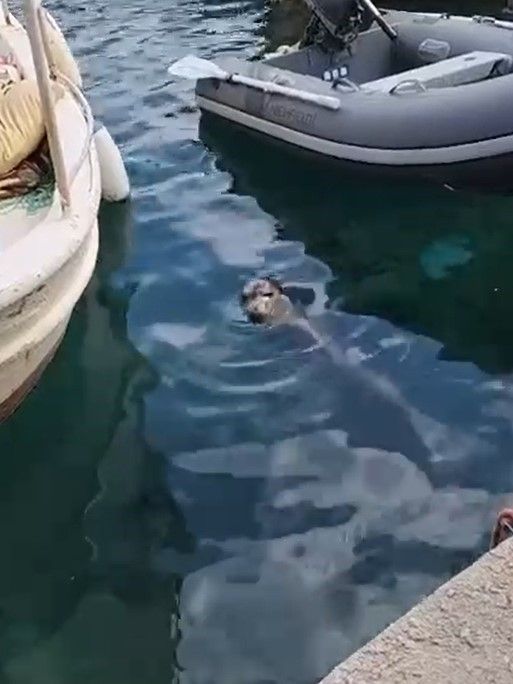 Akyarlar’da yavru Akdeniz foku ilgi odağı oldu