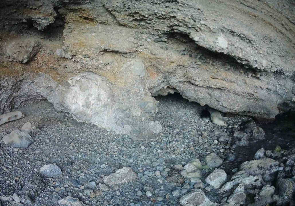 Akdeniz keşiş foku yaşam alanlarına insan baskısı