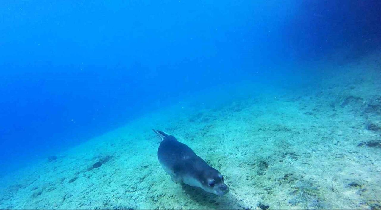 Akdeniz keşiş foku yaşam alanlarına insan baskısı
