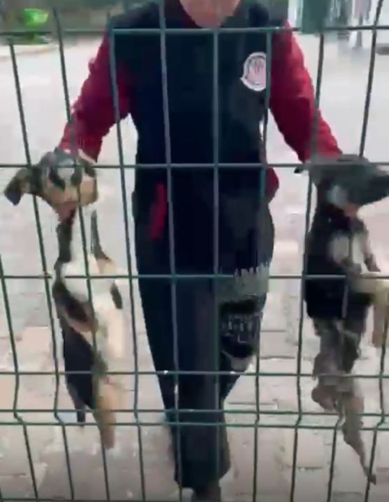 Bucak Belediyesi Sokak Hayvanları Bakımevi ve Rehabilitasyon Merkezi’nde feci görüntüler