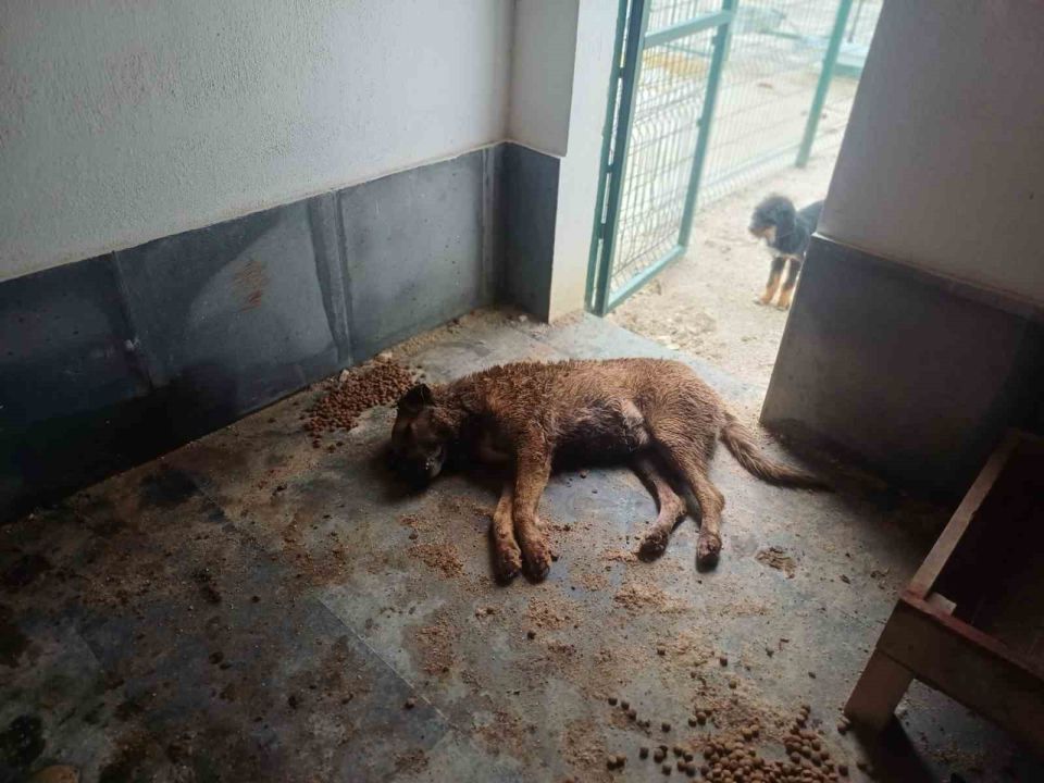 Bucak Belediyesi Sokak Hayvanları Bakımevi ve Rehabilitasyon Merkezi’nde feci görüntüler
