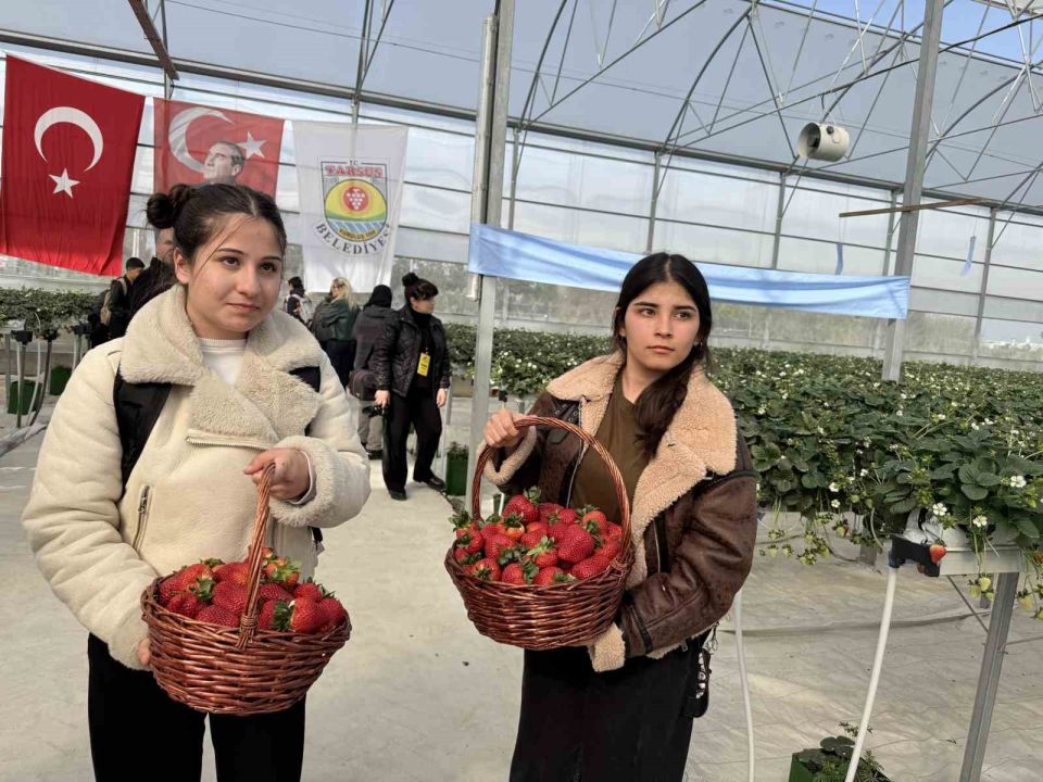 Tarsus’ta topraksız tarımda ilk çilek hasadı yapıldı