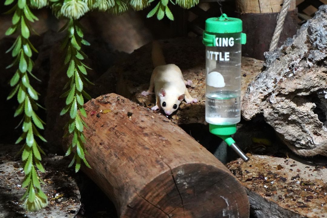 Kaçak bakılan 33 'uçan sincap' rehabilitasyona alındı