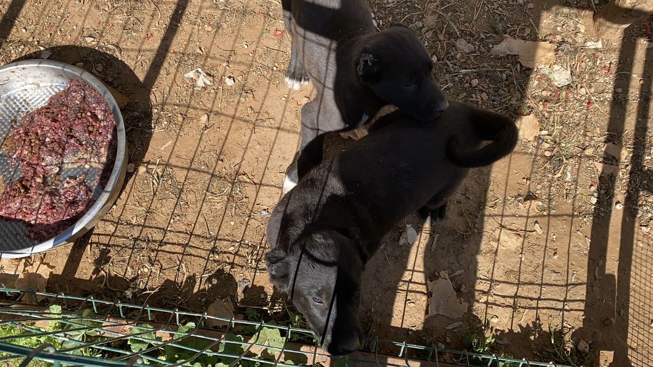 Yavru köpeklere bu yapılır mı! 327 bin TL para cezası