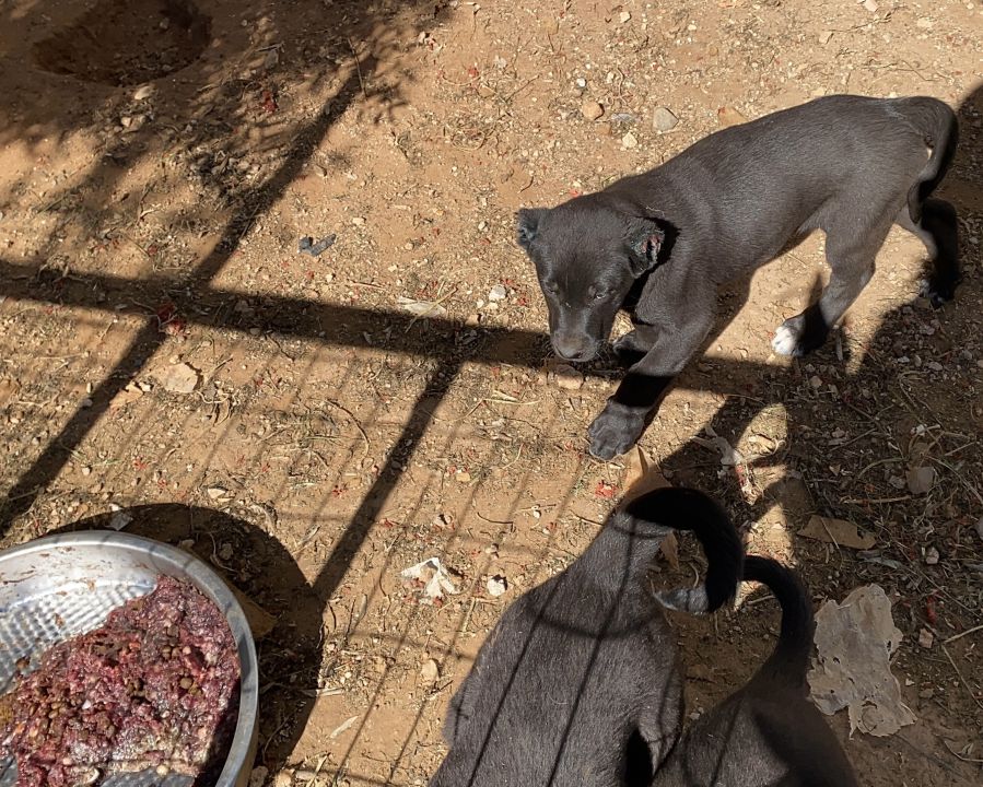 Yavru köpeklere bu yapılır mı! 327 bin TL para cezası