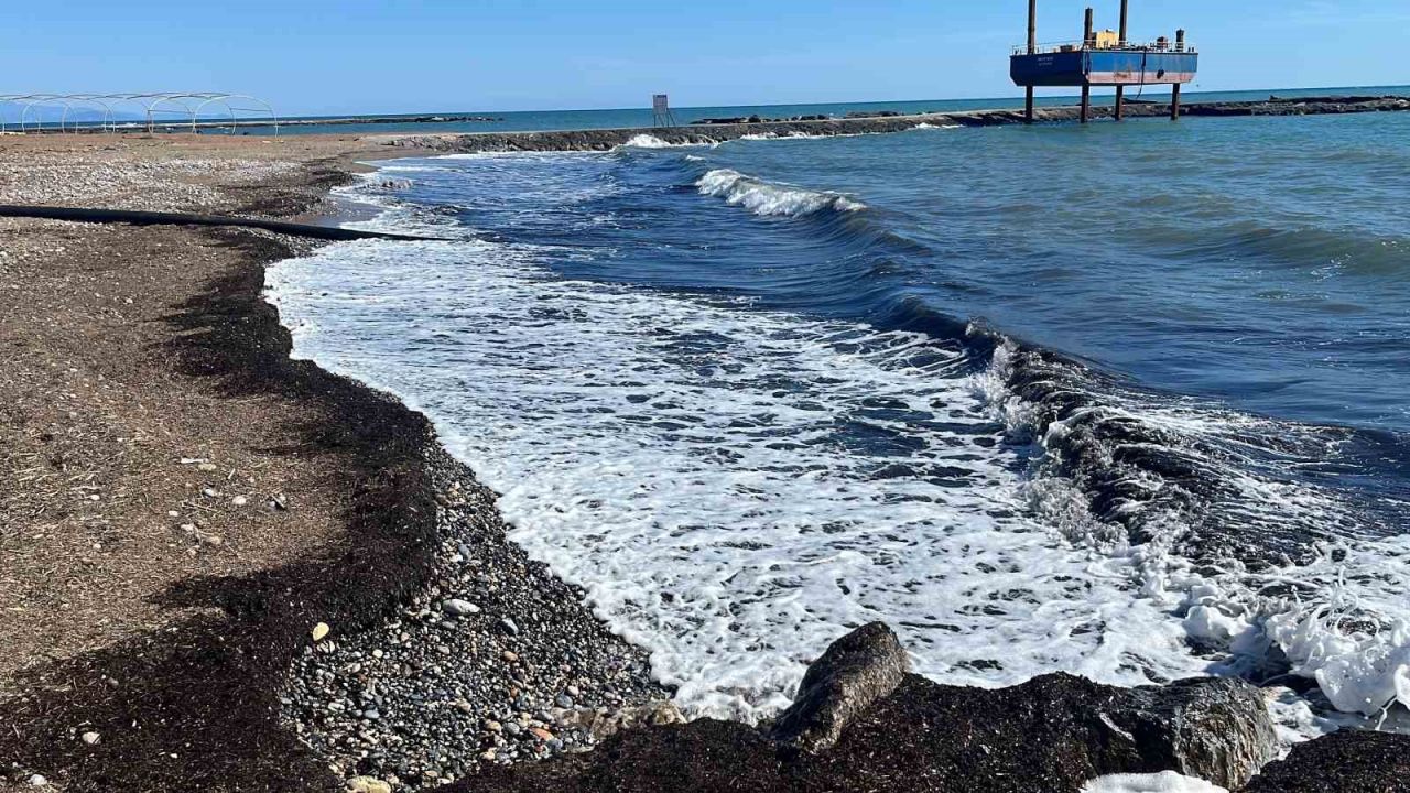 Alanya’da sahildeki siyah tabaka önce  tedirgin etti, gerçek sonradan ortaya çıktı