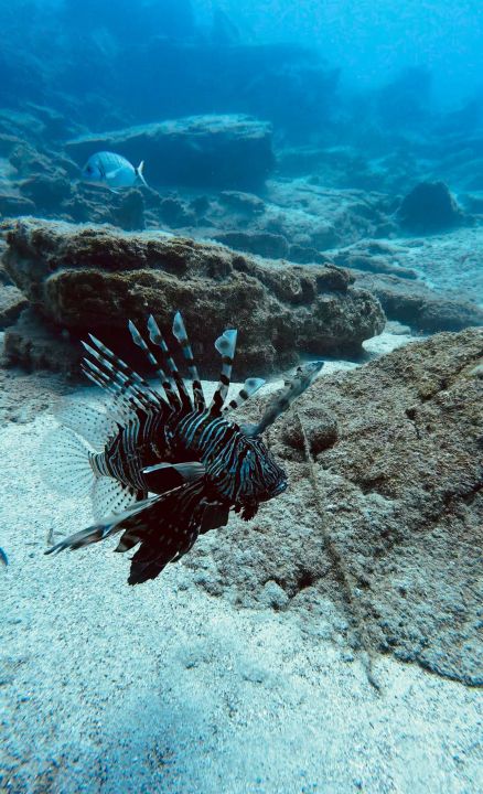 İstilacılar besin zincirini zorluyor