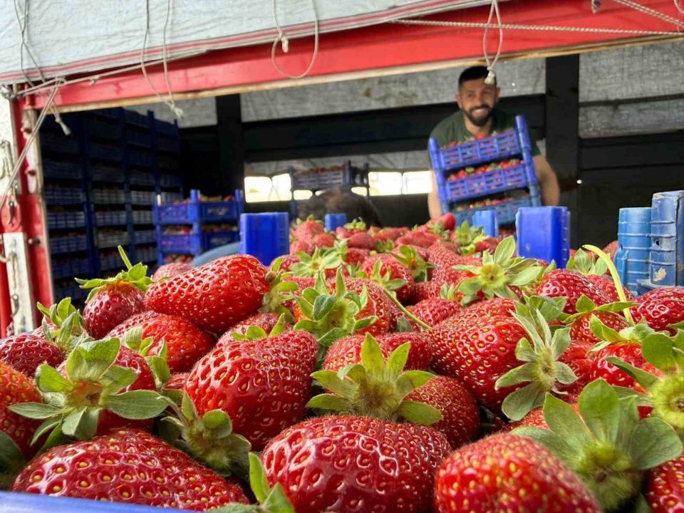 Tarla ile market rafları arasındaki farka üretici bile inanamıyor