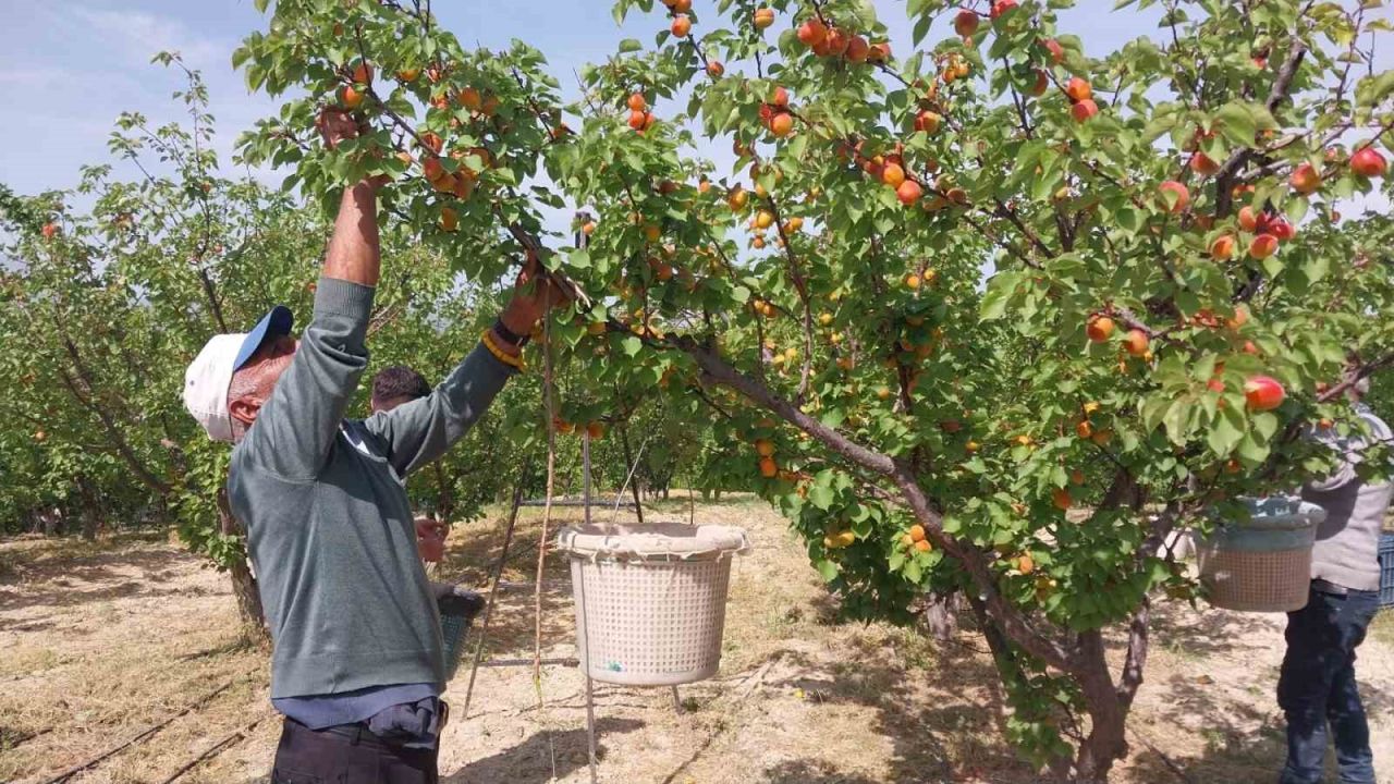 Mersin’de kayısı hasadı başladı, üretici verimden memnun