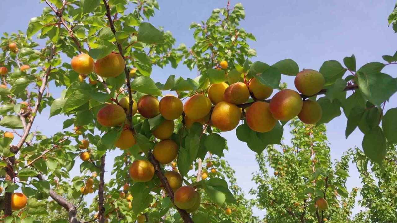 Mersin’de kayısı hasadı başladı, üretici verimden memnun
