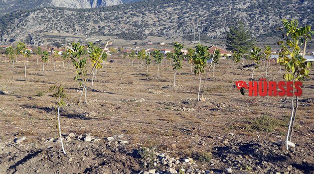 150 DEKARLIK ALANA CEVİZ AĞACI