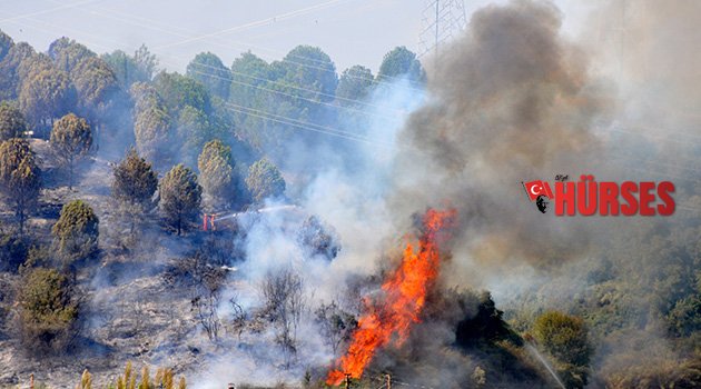 2 dönüm ağaçlık yandı