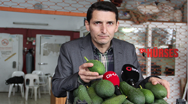 Alanya’da hedef 60 milyon avokado